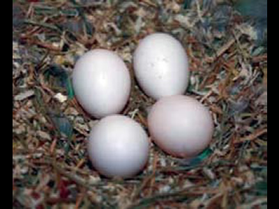 Los huevos de la pajera