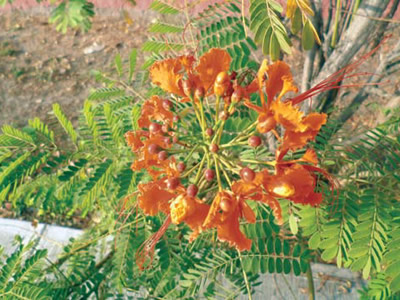 Flora de Sinaloa: El tabachín silvestre.