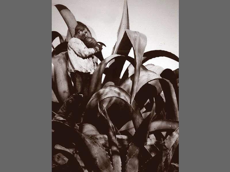 Mario Casasola La fotografía en México