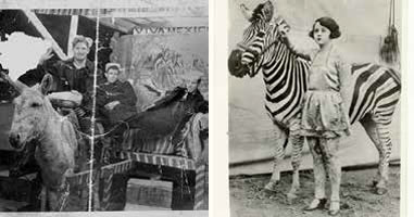 ¿De dónde nace la tradición de una fotografía al lado de un burro-cebra?