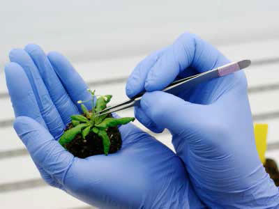 Alimentos transgénicos ¿Tienen futuro en México?