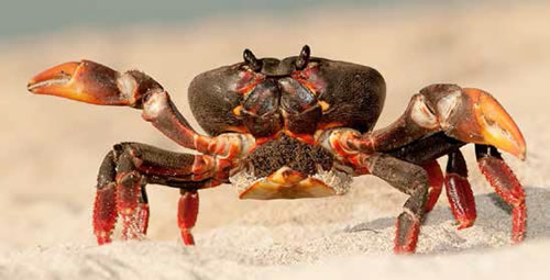 Semana Santa… Casi Un Carnaval