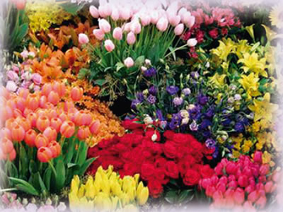 Las flores de mi memoria