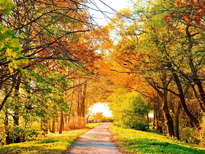 El camino al Corazón