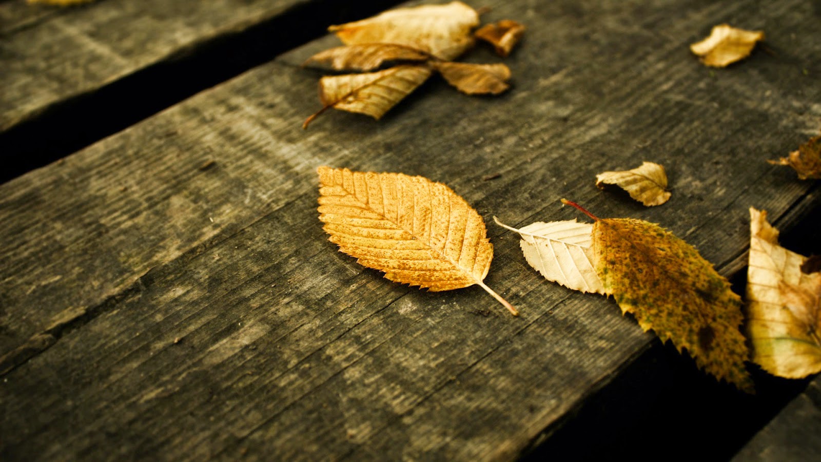 TODAS NUESTRAS TÍAS REFUGIO