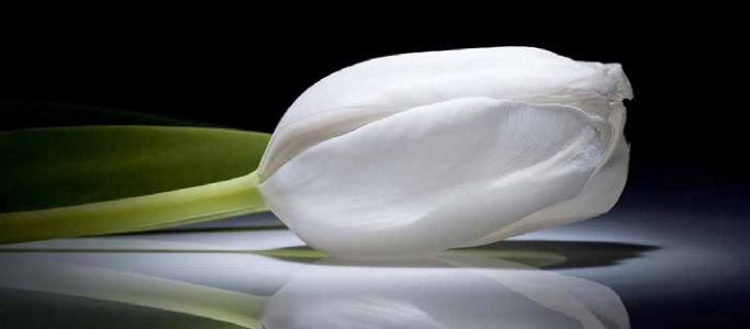 FRAGMENTO DE LA NOVELA LA VIUDA (CUARTA ENTREGA) RUPERTO FÉLIX