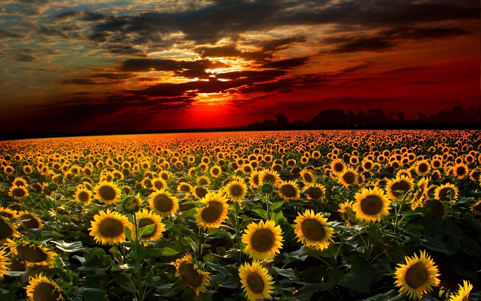 LOS GIRASOLES LLORAN AL ATARDECER