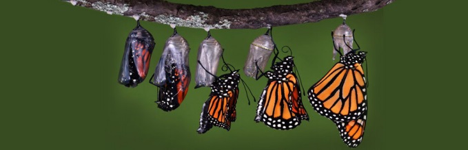 SOBRE LO QUE NO TIENE REMEDIO