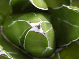 EL PATRIMONIO NATURAL Y EL MALINCHISMO VEGETAL